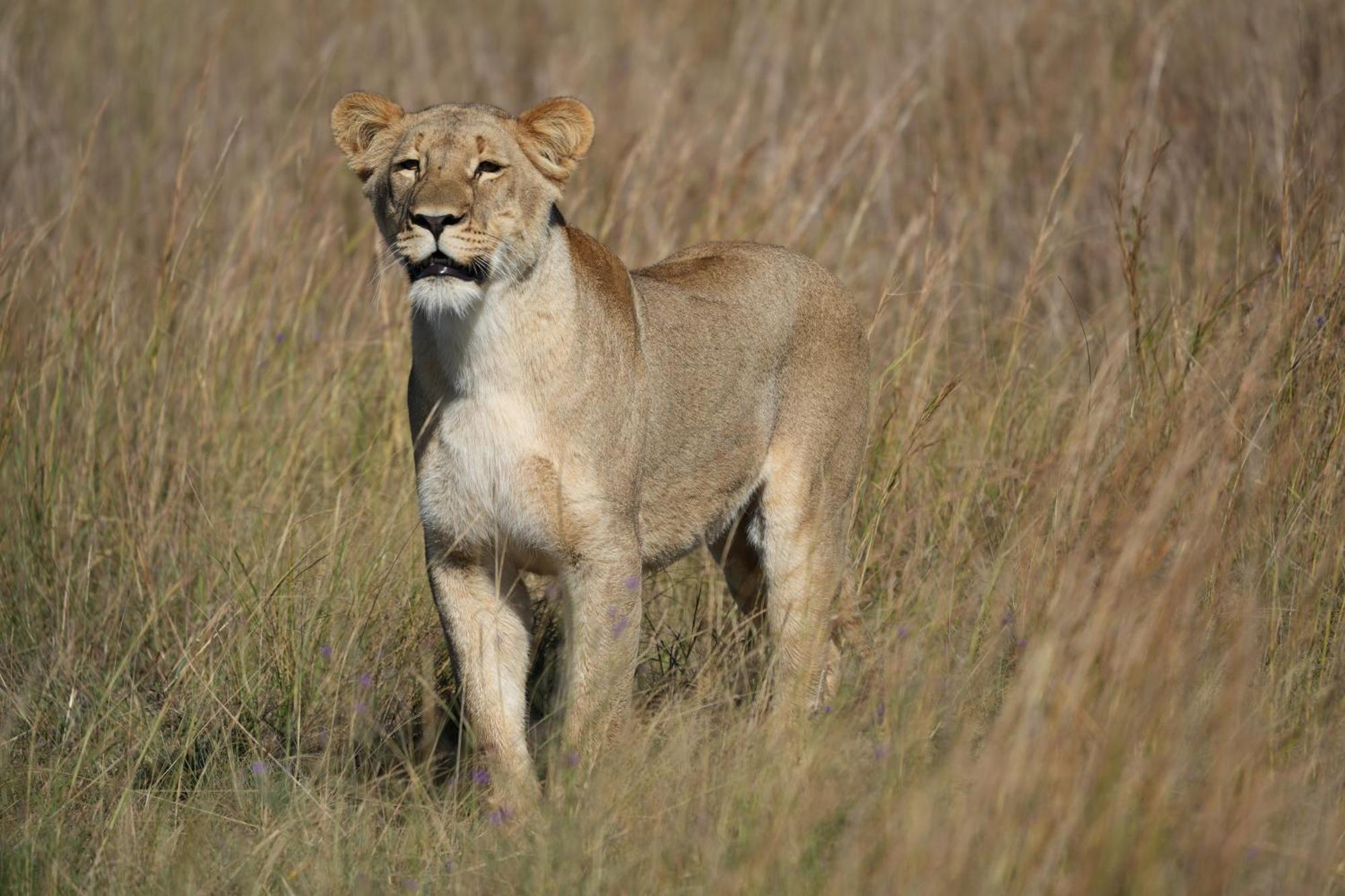 Shibula Safari Lodge 威尔吉旺登禁猎区 外观 照片