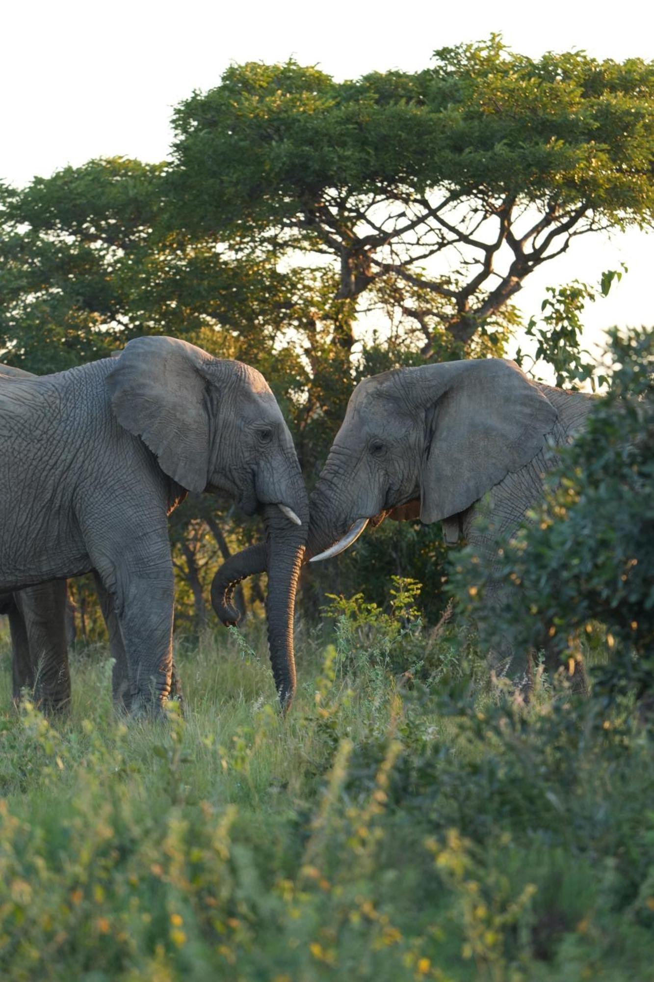 Shibula Safari Lodge 威尔吉旺登禁猎区 外观 照片