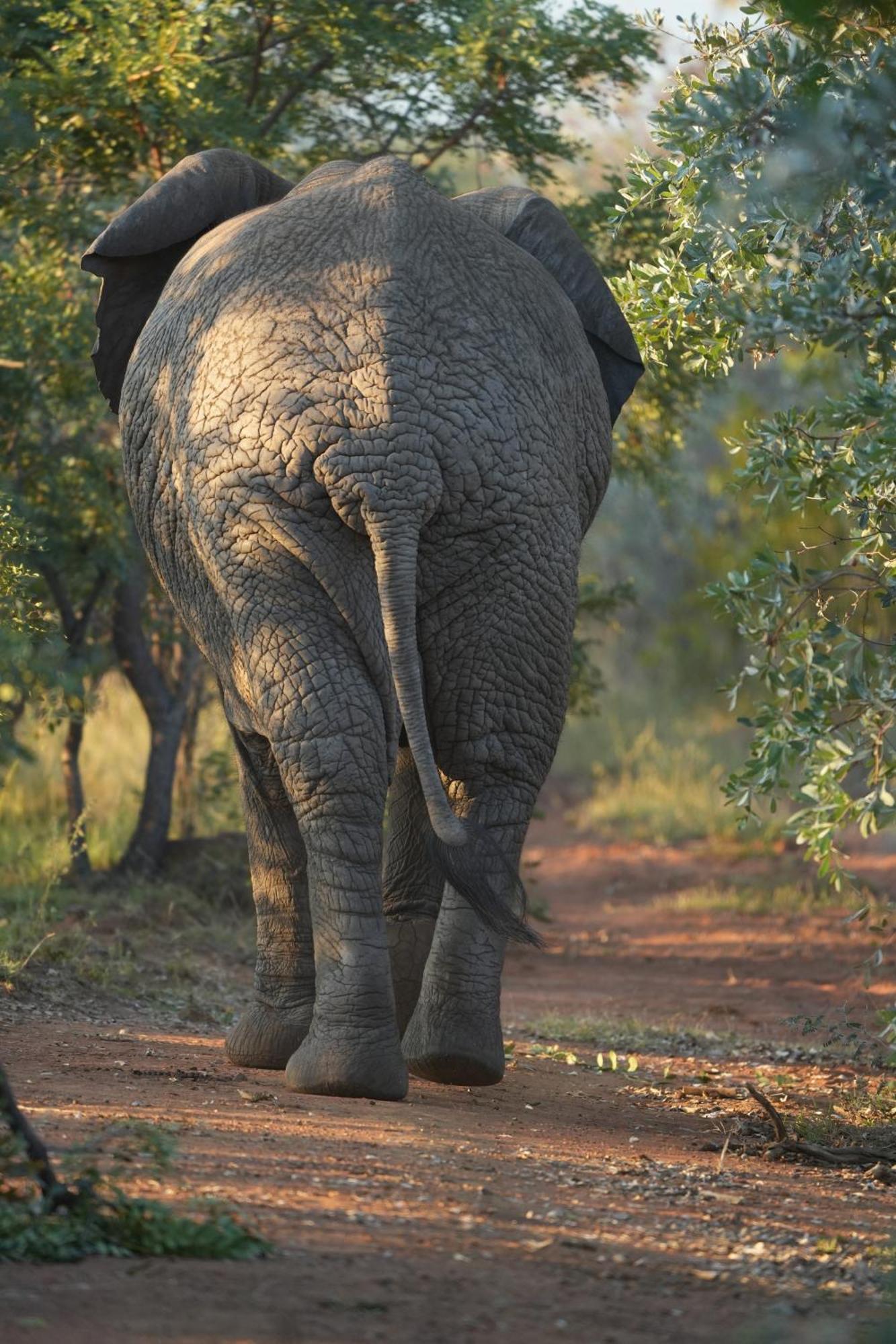 Shibula Safari Lodge 威尔吉旺登禁猎区 外观 照片