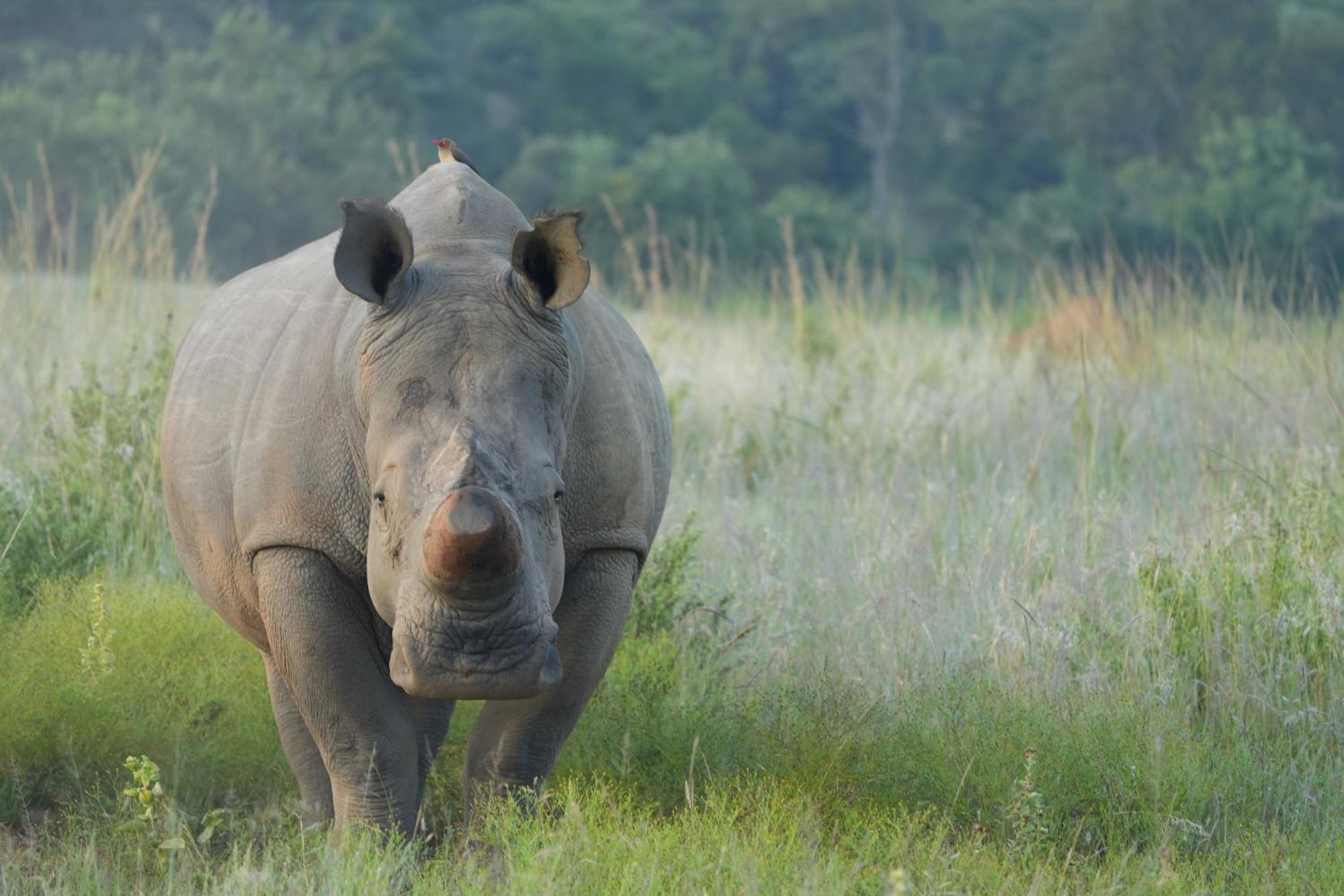Shibula Safari Lodge 威尔吉旺登禁猎区 外观 照片