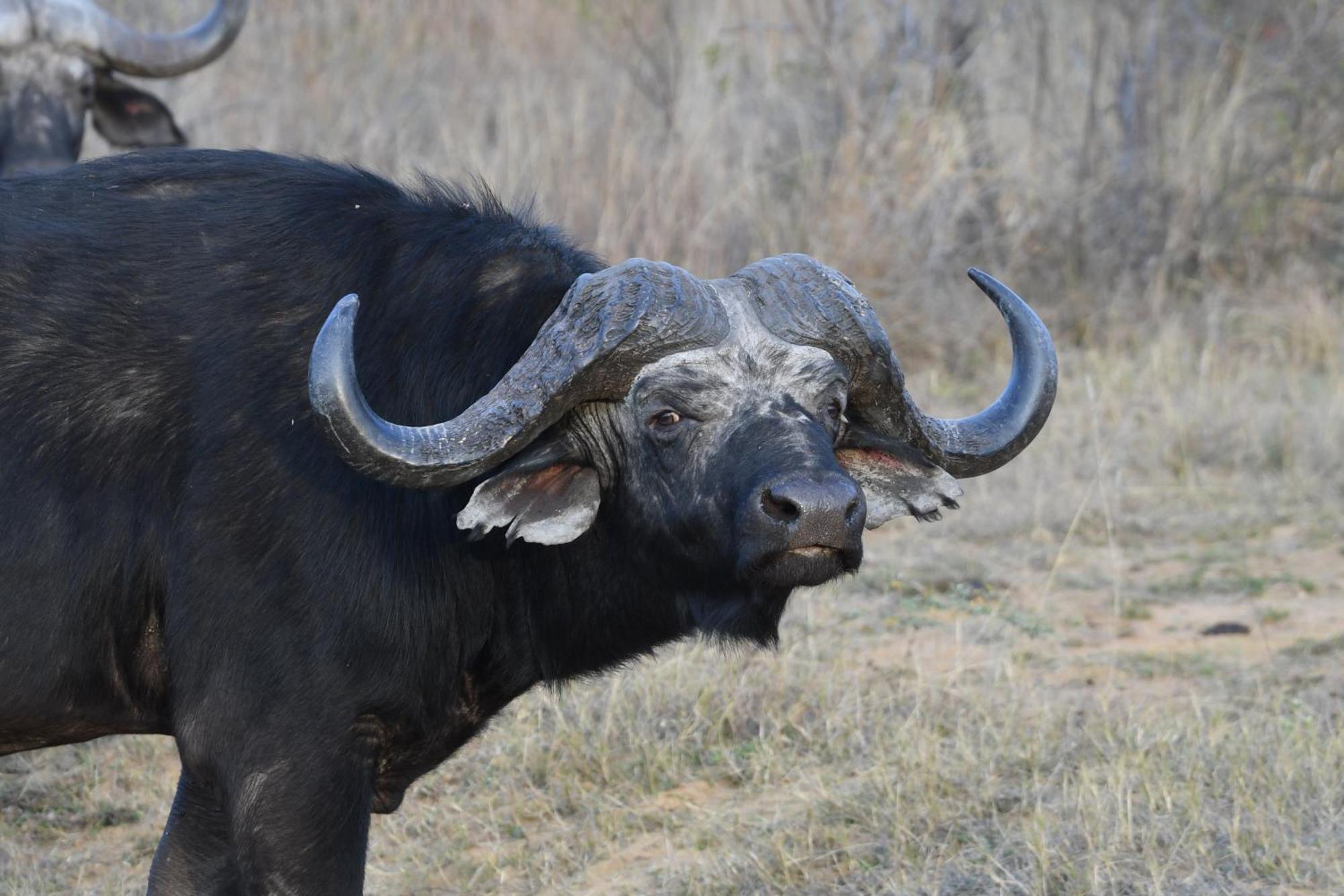 Shibula Safari Lodge 威尔吉旺登禁猎区 外观 照片