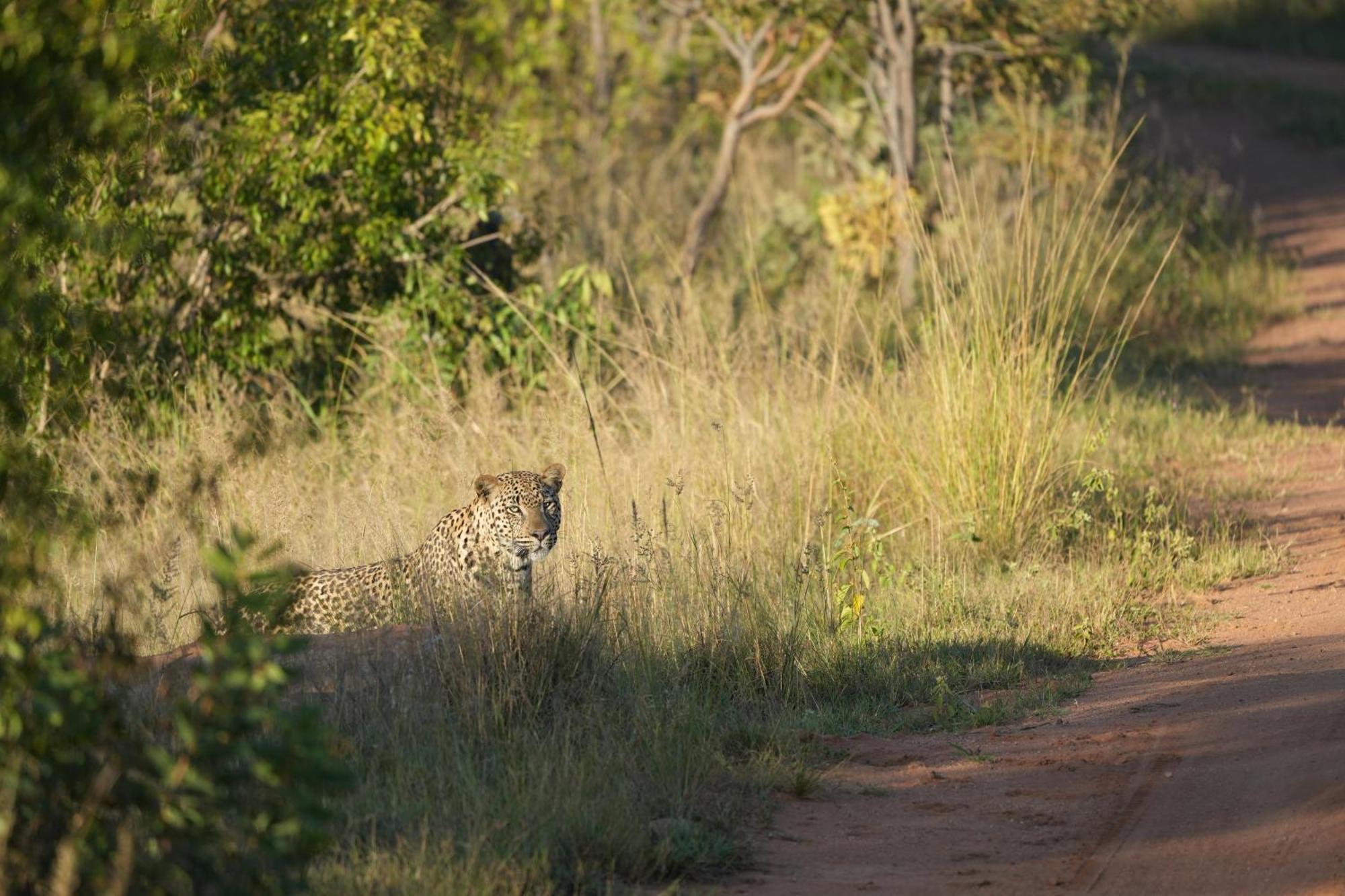 Shibula Safari Lodge 威尔吉旺登禁猎区 外观 照片