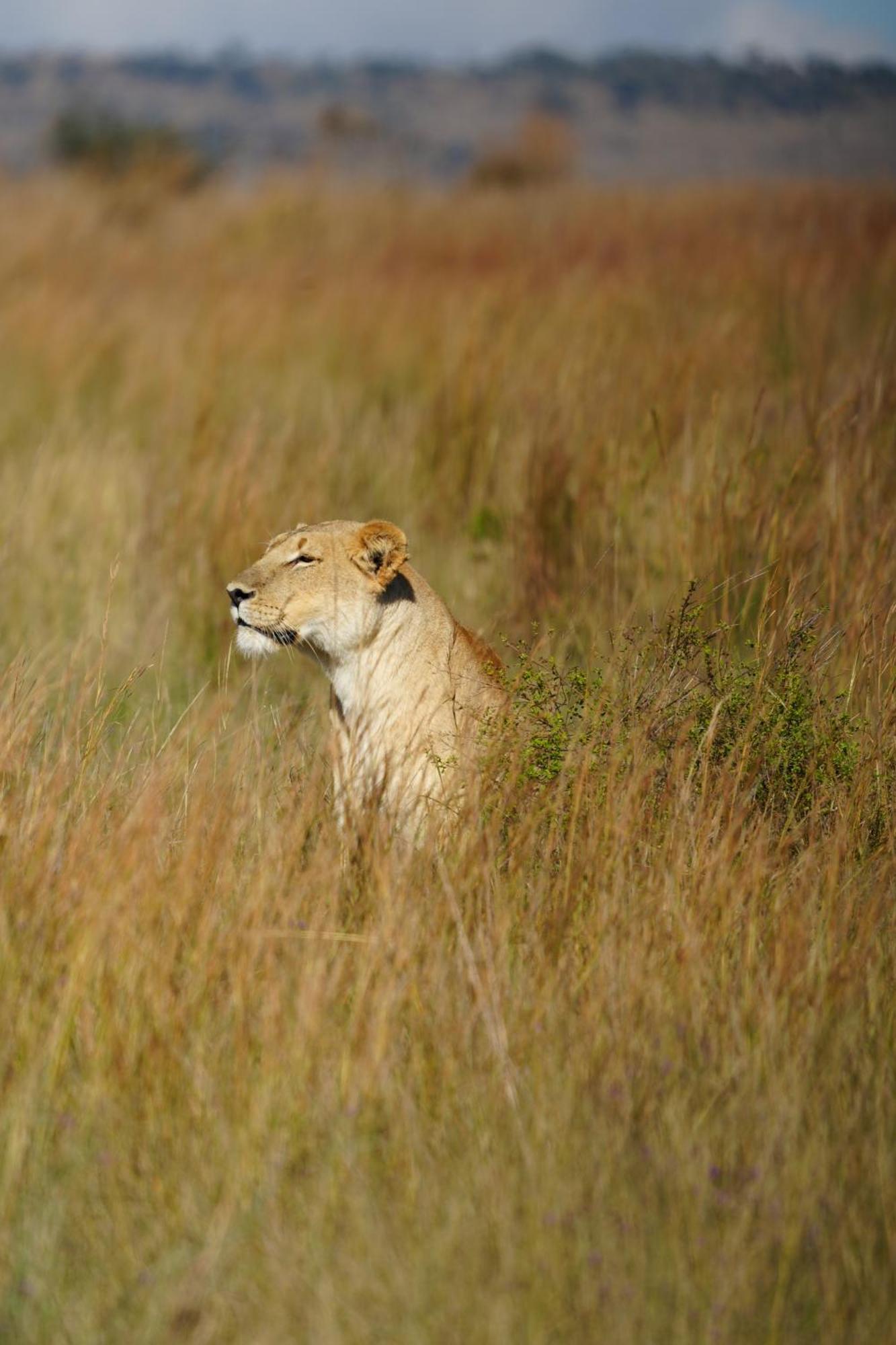 Shibula Safari Lodge 威尔吉旺登禁猎区 外观 照片
