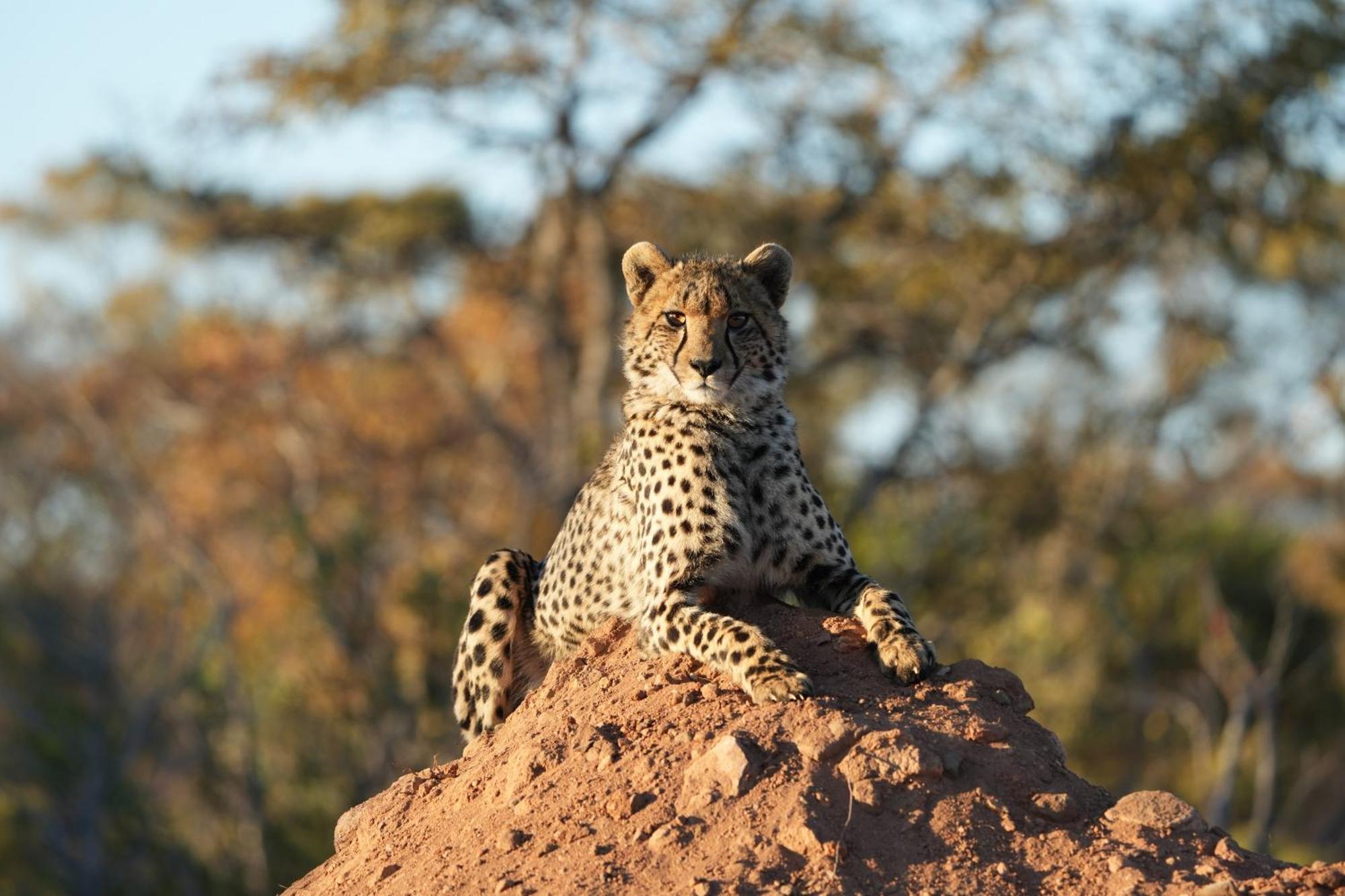 Shibula Safari Lodge 威尔吉旺登禁猎区 外观 照片