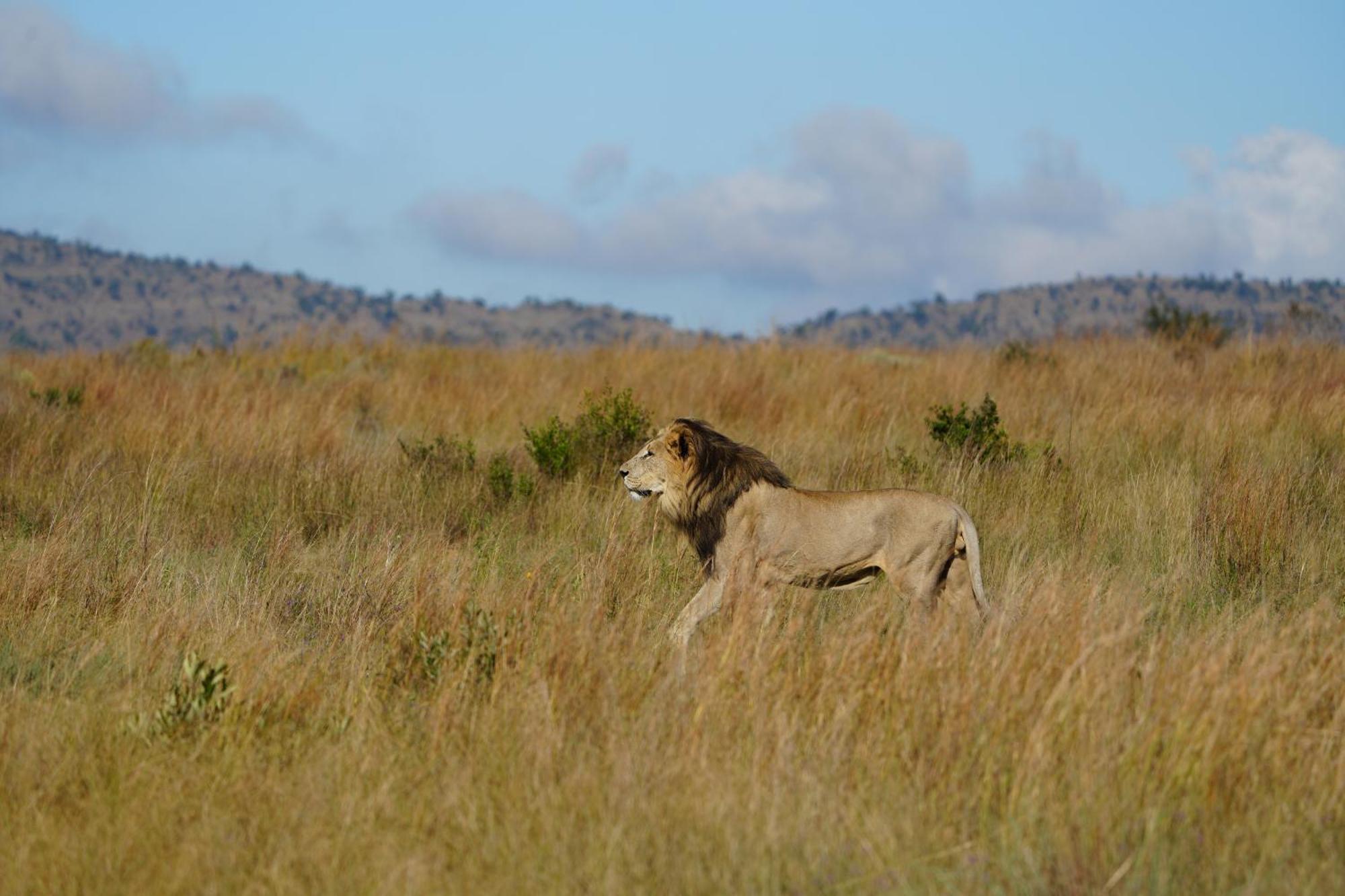 Shibula Safari Lodge 威尔吉旺登禁猎区 外观 照片